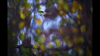 Urban Wildlife Fotografie mit Florian Smit amp dem ZSystem myNikonDays2020 [upl. by Grishilde974]