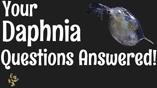 Daphnia Questions Answered [upl. by Kcirdet]