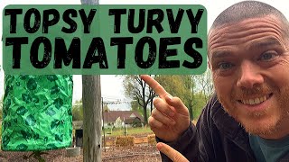 Topsy Turvy Tomato Planter  Planting  Homesteading  Prepping [upl. by Kenny]