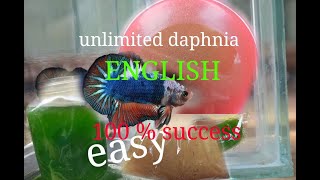 daphnia moina culture Easy way Unlimited production English  with sub Green water Chlorella [upl. by Nelyt812]