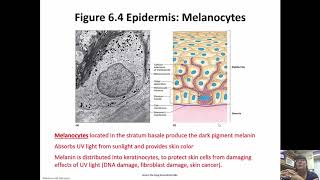 Integumentary System Chapter 6 [upl. by Ydnac]