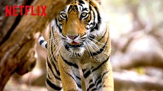 Bengal Tiger on the Hunt 🐅 Life in Color with David Attenborough  Netflix After School [upl. by Notkcorb803]