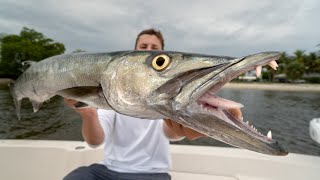 NOBODY Eats this Fish Catch Clean Cook Barracuda [upl. by Eillib142]