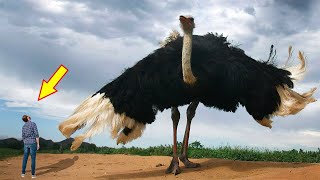 10 BIGGEST BIRDS In The World [upl. by Larianna]