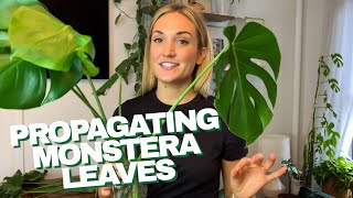 How to Propagate a Monstera  The RIGHT Way to Cut Your Monstera Leaves and Grow Roots in Water [upl. by Ahsiela382]