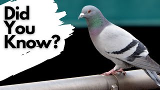 Things you need to know about FERAL PIGEONS [upl. by Arman]