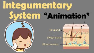 INTEGUMENTARY SYSTEM  Biology Animation [upl. by Ainitsirhc]