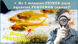 Os 5 menores PEIXES para aquários PEQUENOS nanos [upl. by Wolfy]