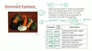 Epistasis types  dominant recessive double dominant dominant recessive epistasis [upl. by Ernestine]