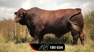 Majesto Beefmasters Production Auction [upl. by Barcus442]