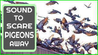 Sound To Scare Pigeons  PIGEON REPELLENT [upl. by Luahs361]