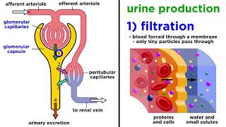 The Urinary System [upl. by Julius]