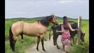 My sister training care her lovely horse in beginner 2021 [upl. by Carson680]