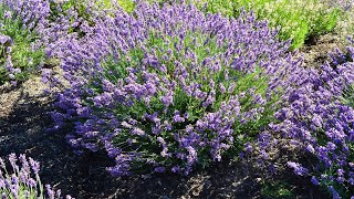 Lavandula Imperial Gem⭐Top Rated Award Winning Superb Performing Lavender [upl. by Yllom]