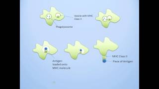 Antigen Presenting Cells [upl. by Behm645]