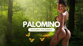 PALOMINO COLOMBIA GUAJIRA [upl. by Akisey251]