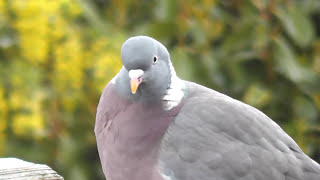 Wood Pigeon call [upl. by Iruyas17]