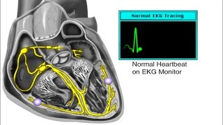 How the Heart Works  Electrical System of the Heart Animation  Cardiac Conduction Video  ECG [upl. by Llerut806]