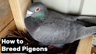 How to Breed Pigeons  Step by Step [upl. by Nnybor]