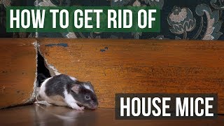 How to Get Rid of House Mice 4 Easy Steps [upl. by Ellehcsar]