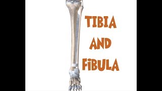 Tibia and Fibula Anatomy leg bones [upl. by Marnie826]