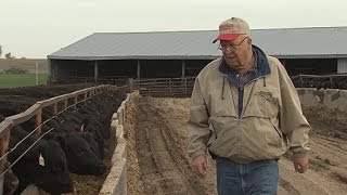 Nichols Farms Producing Better Beef [upl. by Charin]