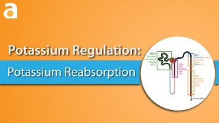 Potassium Regulation Potassium Reabsorption [upl. by Inaffets951]