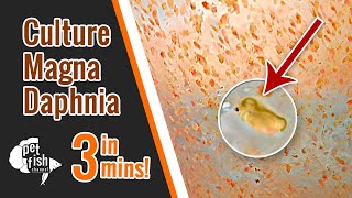 How to culture DAPHNIA MAGNA  The easy way [upl. by Cenac]