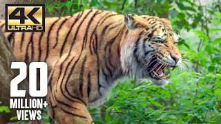 The tiger is back  Mirugaa  4K English Subtitle [upl. by Iralav]