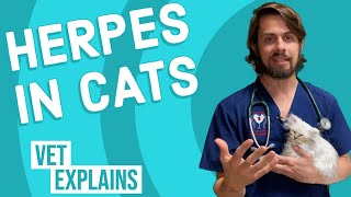 Herpes in Cats [upl. by Nonnah]