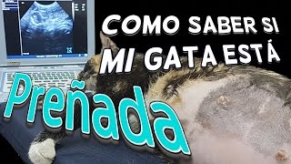 Como saber si mi gata esta embarazada [upl. by Aurelio35]