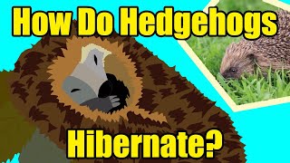 HOW DO HEDGEHOGS HIBERNATE [upl. by Kaufmann]