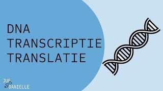 Van DNA naar eiwit transcriptie en translatie [upl. by Brubaker]