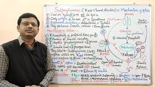 Diabetes Mellitus Part10 Mechanism of Action of Sulfonylurease  Antidiabetic Drugs  Diabetes [upl. by Aglo195]