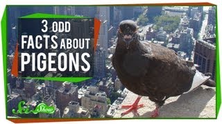 3 Odd Facts About Pigeons [upl. by Rosenwald]