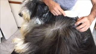 Bearded Collie Gremontree  Vouge amp Joseph Grooming [upl. by Ybor]