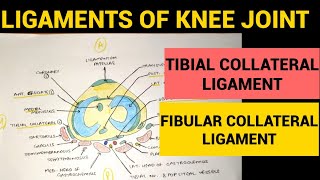 Knee Joint  3  Tibial Collateral amp Fibular Collateral Ligament [upl. by Ecyaj441]