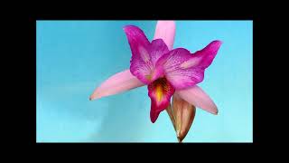 Laelia anceps Roeblingiana orchid [upl. by Atteuqal]