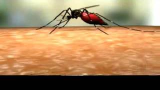 Ciclo de vida Aedes Aegypti [upl. by Enicar]