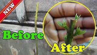 Grafting Avocado Tree Before and After RESULT VIDEO by Grafting Examples [upl. by Tuddor]