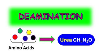 DEAMINATION MADE EASY [upl. by Nikita]