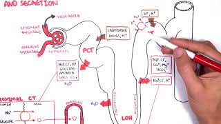 Nephrology  Physiology Reabsorption and Secretion [upl. by Llibyc635]