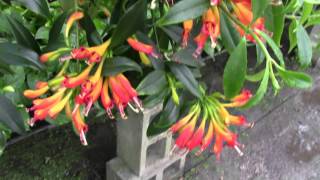 Aeschynanthus sp Lipstick Plant [upl. by Luby]