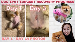 Dog Spay Recovery Progress day by day amp Helpful Tips [upl. by Anival913]