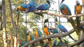 BANGKOK SAFARI WORLD TOUR by SUN LEISURE WORLD safari world bangkok tour [upl. by Danny464]