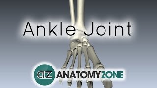 Ankle Joint  3D Anatomy Tutorial [upl. by Picker536]