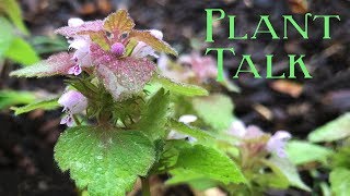 Purple Deadnettle and Henbit Comparison [upl. by Gadmon693]