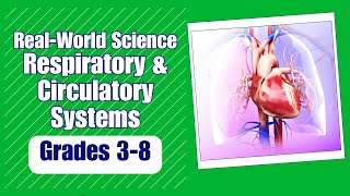 All About the Respiratory amp Circulatory System [upl. by Zackariah]