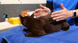 Checking a Resting Breathing Rate in your Cat [upl. by Dita452]