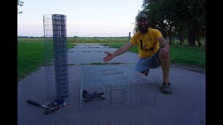 How to Build a PIGEON TRAP for feral pigeons [upl. by Colvin]